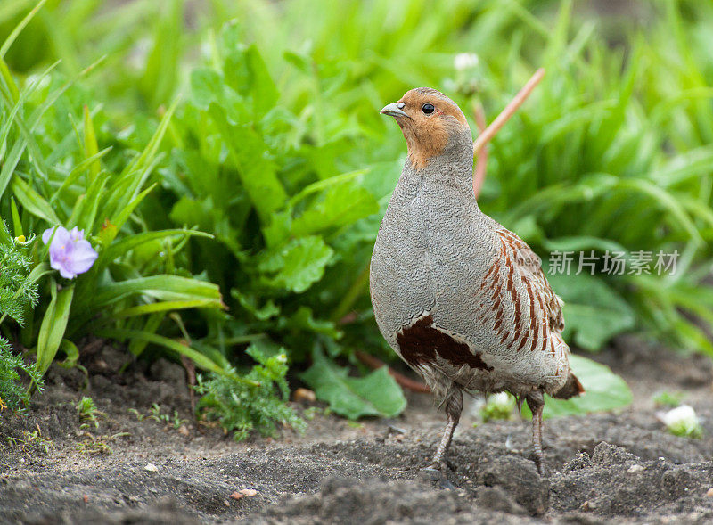 灰鹧鸪(Perdix perd)